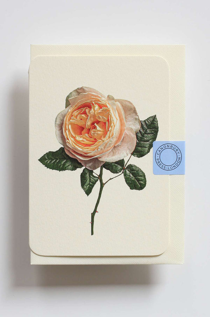Soft Peach Rose Notecard