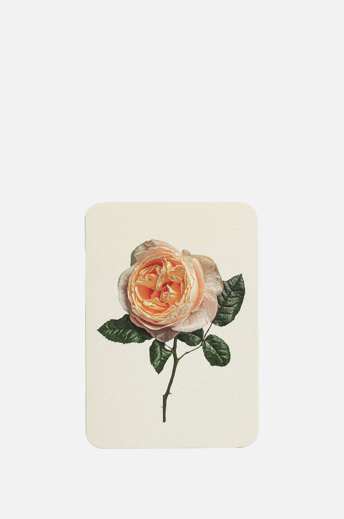 Canonbury Press Soft Peach Rose Notecard.